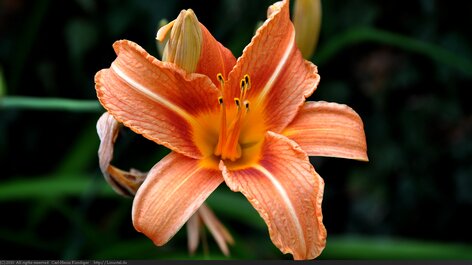 Alttext: Originalbeschreibung